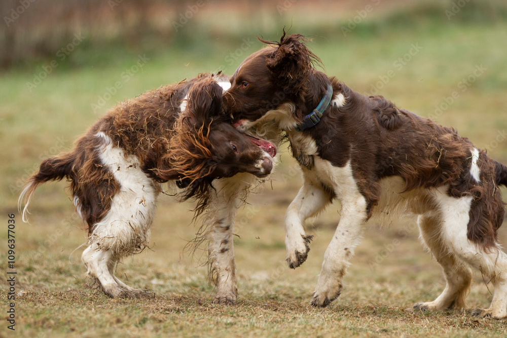 Two dogs aggressively playing with each other. Two dogs aggressively playing with each other.