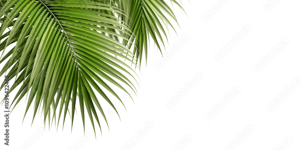 Obraz premium Green palm tree isolated on white background