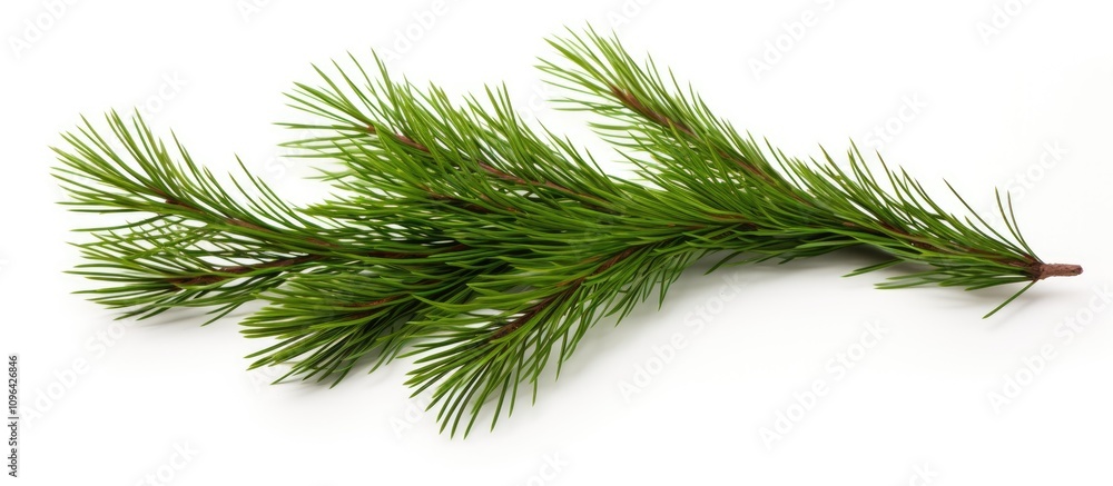 Artificial pine branch on a white background perfect for holiday decorations, crafts, or seasonal displays featuring vibrant green foliage. Artificial pine branch on a white background perfect for holiday decorations, crafts, or seasonal displays featuring vibrant green foliage.