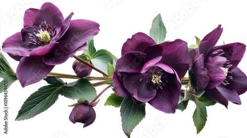 Dark Purple Flowers in Exquisite Detail
