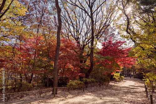 늦은 가을날의 종묘 단풍길- 종로구, 서울 대한민국 photo