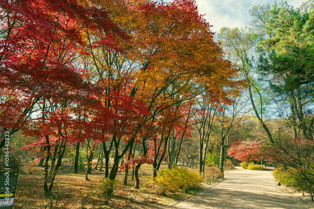 Naklejka premium 늦가을 창경궁의 단풍길- 창경궁- 종로구, 서울 대한민국