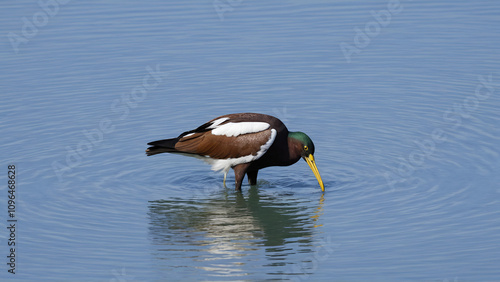 Cavaliere d'Italia ,Himantopus himantopus, uccello acquatico selvatico mentre cova le uova nella laguna del mare. photo