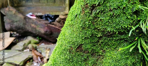 Vittaria ensiformis fern plant grows on mossy tree trunks 1 photo