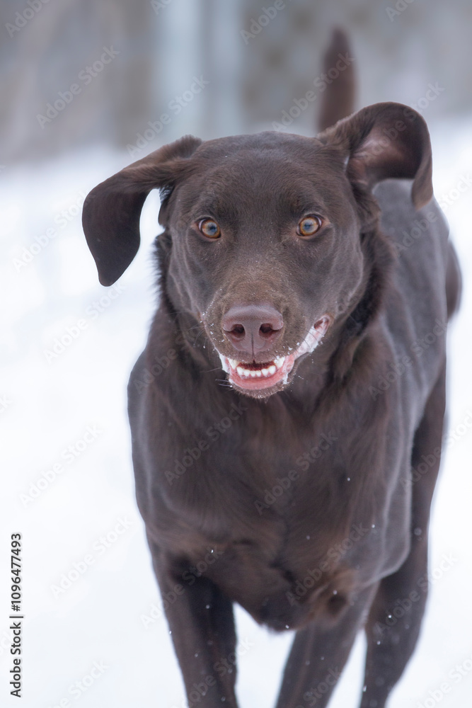 Fototapeta premium Chocolate lab makes a funny face while running.