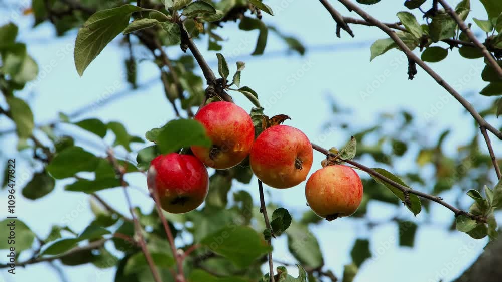Beautiful ripe apples growing on a tree branch in the orchard under clear blue sky
Beautiful ripe apples growing on a tree branch in the orchard under clear blue sky