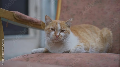 Ginger and white cat lounging on a cozy pink armchair, savoring a serene moment of relaxation and tranquility. Soft sunlight enhances the peaceful atmosphere