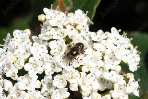 Close up male hoverfly Black Lagoon Fly, Eristalinus sepulchralis on white flowers of Laurustinus or laurustine (viburnum tinus). Speckled eyes photo