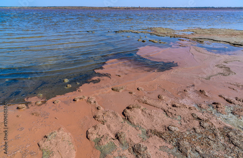 Artemia salina eggs floating near the shore in the hypersaline estuary of Kuyalnik, Ukraine photo