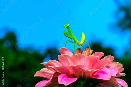 Hierodula transcaucasica - young green praying mantis hunting flying insects on pink flower, Ukraine photo