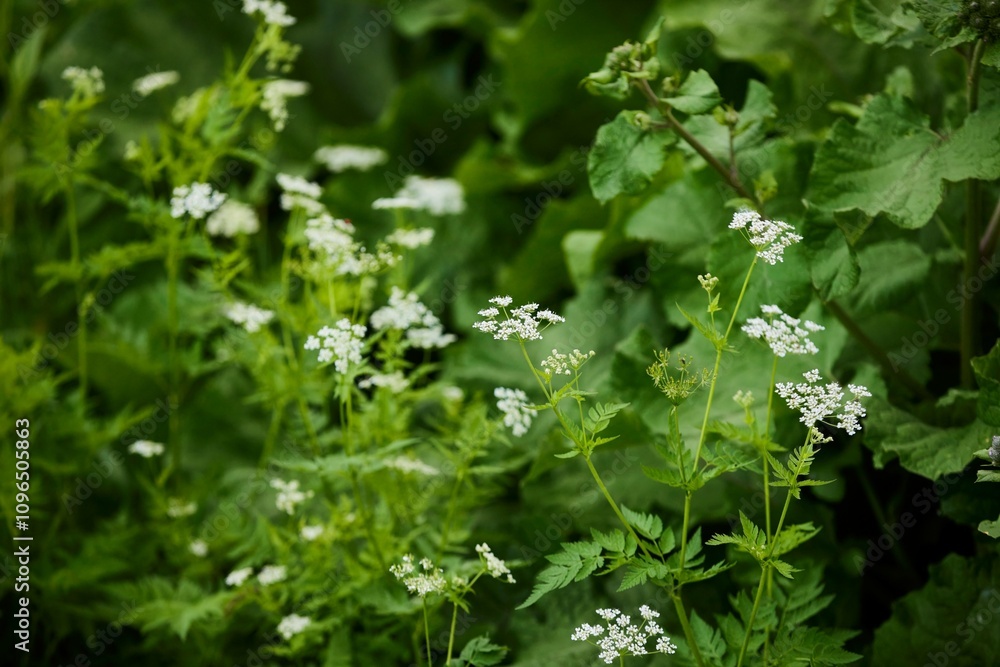 Wild herbs, medicinal plants. The time of the year is summer. Wild herbs, medicinal plants. The time of the year is summer.