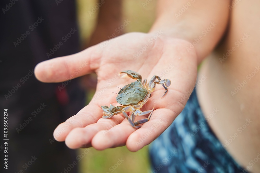 Fototapeta premium Sand crab. Flat hind legs. A resident of the Black Sea coast of Georgia.