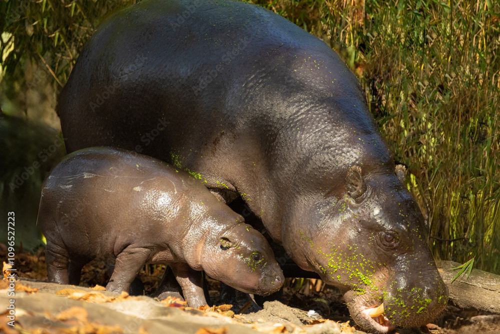 Pygmy hippopotamus Choeropsis liberiensis with mother Pygmy hippopotamus Choeropsis liberiensis with mother