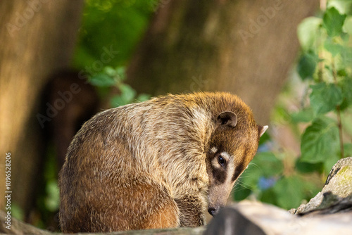 South American Coati, or Ring-tailed Coati Nasua nasua photo