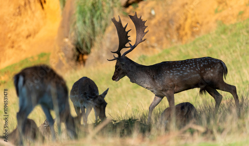 Male fallow deer in heat looking for a female and procreating