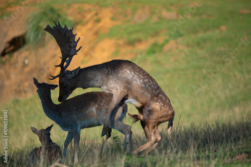 Male fallow deer in heat looking for a female and procreating