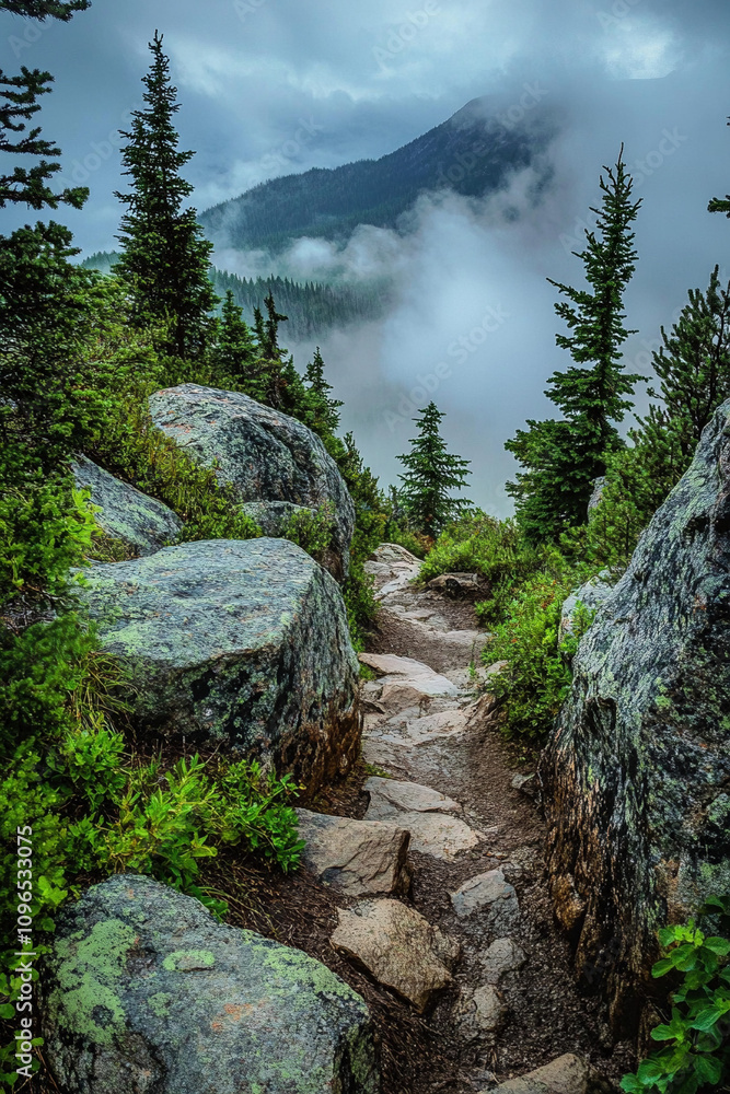 forest in the mountains