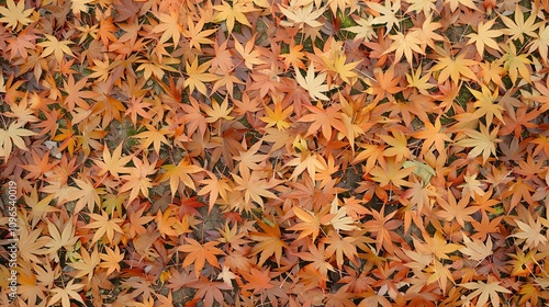 Autumn orange banner with blurred maple leaves, ideal for seasonal designs and fall projects.