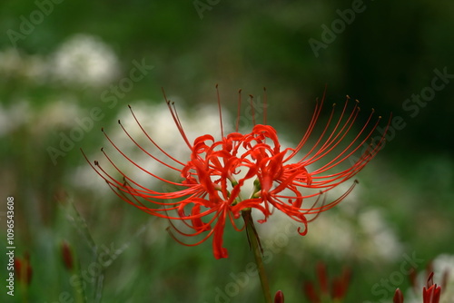 情熱の花 photo