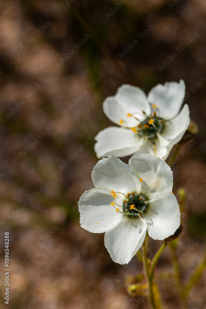 Obraz premium Two flowers of the carnivorous plant Drosera cistiflora in natural habitat near Malmesbury, Western Cape of South Africa, frontal view, copyspace