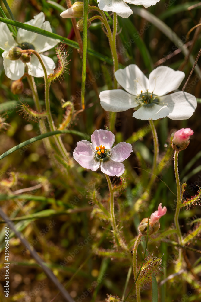 White and light pink flowered D. cistiflora White and light pink flowered D. cistiflora