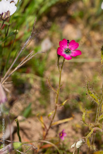 Wallpaper Mural Carnivorous Plants of South Africa: A beautiful pink flowered form of Drosera cistiflora Torontodigital.ca