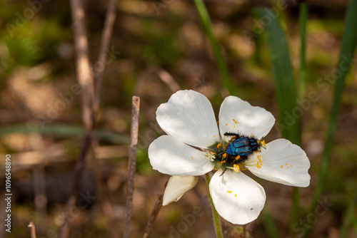 Blue Monkey Beetle pollinatig a white flower of Drosera cistiflora, a carnivorous plant from the Western Cape of South Africa photo