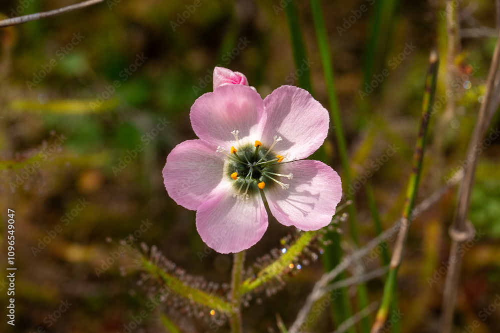 Carnivorous Plants: Small light pink flower of Drosera cistiflora, taken in natural habitat Carnivorous Plants: Small light pink flower of Drosera cistiflora, taken in natural habitat