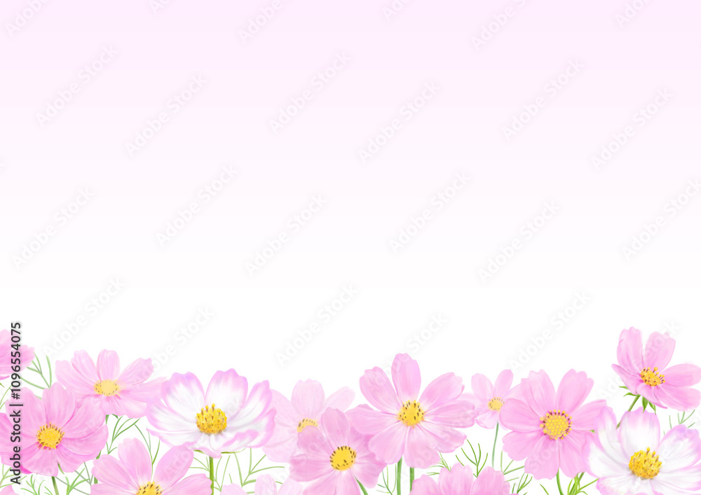 コスモスの花のイラストの背景素材 コスモスの花のイラストの背景素材