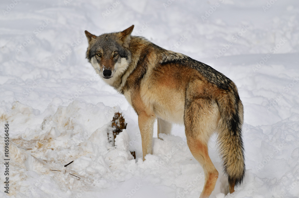Wolf Wolf