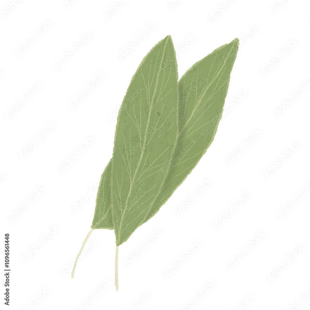 Obraz premium Bay leaf