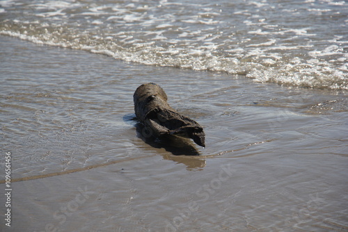 Treibgut am Meer photo