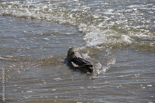 Treibgut am Meer photo