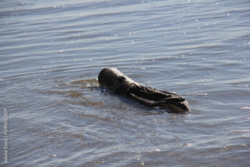 Treibgut am Strand photo