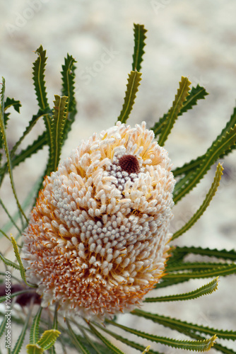 Close up of orange and white inflorescence and flowers of the Australian native Banksia hookeriana, family Proteaceae. Endemic to Geraldton plains, southwest Western Australia. Common name is Hookers  photo