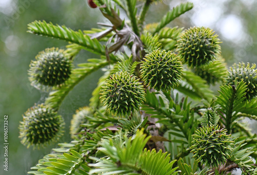 Female cones of Australian native Wollemi Pine, family Araucariaceae. Wollemia nobilis is an ancient conifer endemic to Australia. Conservation status is critically endangered.  photo