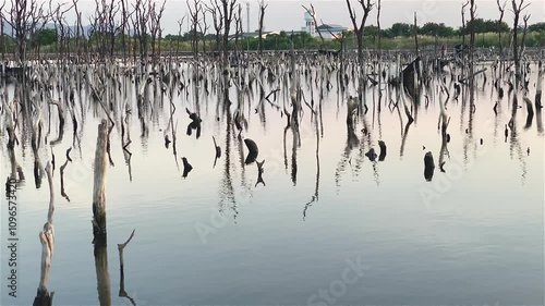 Destroyed mangrove forest scenery, Mangrove forests are destroyed and loss from the expansion of habitats. Expansion of habitats destruction the environment,mangrove forests degradation