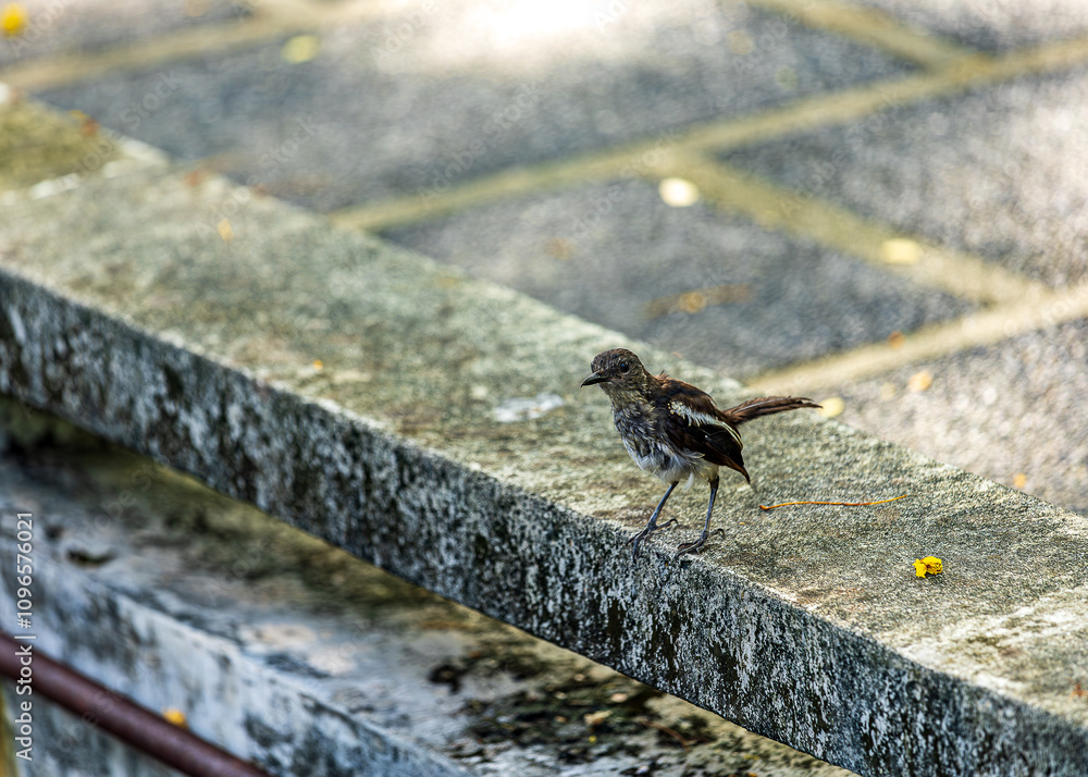 Fototapeta premium A curious Oriental Magpie-Robin, with its distinctive black and white plumage, perches on a concrete ledge, its beady eyes scanning the surroundings. The bird's vibrant colors contrast beautifully aga