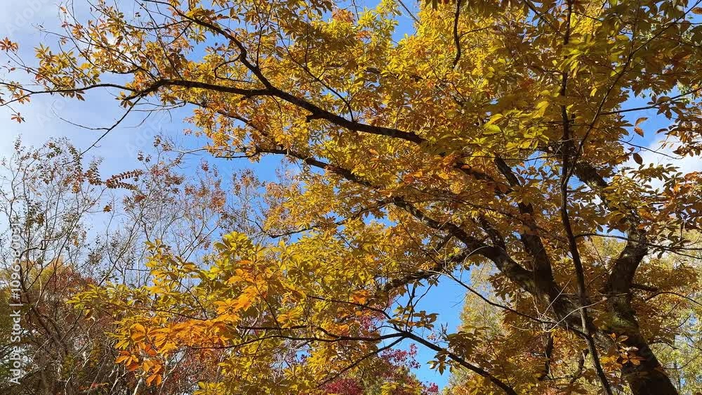 autumn in the forest ,moving camera shot autumn in the forest ,moving camera shot