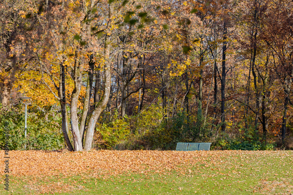 Naklejka premium Golden Hour in an Autumn Park with Fallen Leaves