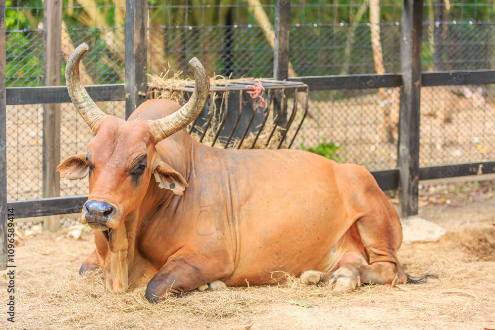 A brown cow with horns laying down in a dirt field A brown cow with horns laying down in a dirt field