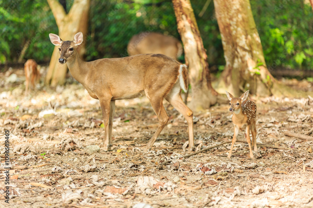 A mother deer and her baby deer are walking through the woods A mother deer and her baby deer are walking through the woods
