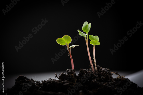 Slika na platnu A studio shot featuring three small plant sprouts emerging from a pile of dark, fertile soil