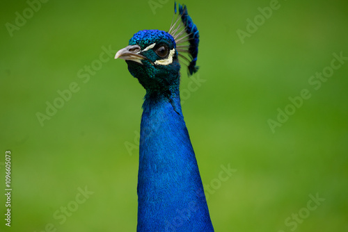 Pfau - von vorne Porträt grüner Hintergrund photo