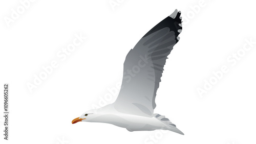 flying seagull vector illustration. flying seagull side view