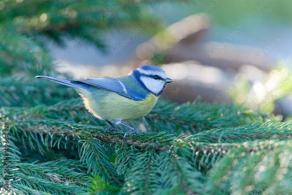 Obraz premium A cute blue titm sits on a spruce twig. Cyanistes caeruleus.