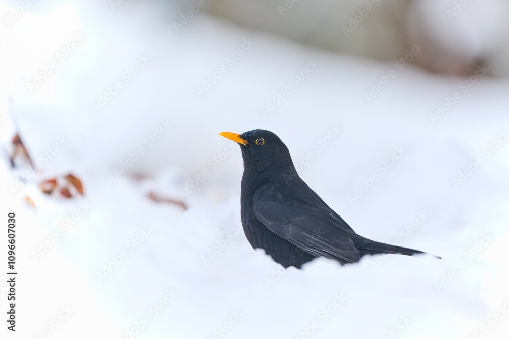 A male blackbird sits in the snow. Turdus merula A male blackbird sits in the snow. Turdus merula