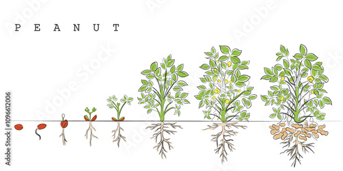 hand drawn line art vector of a peanut plant growth phases.