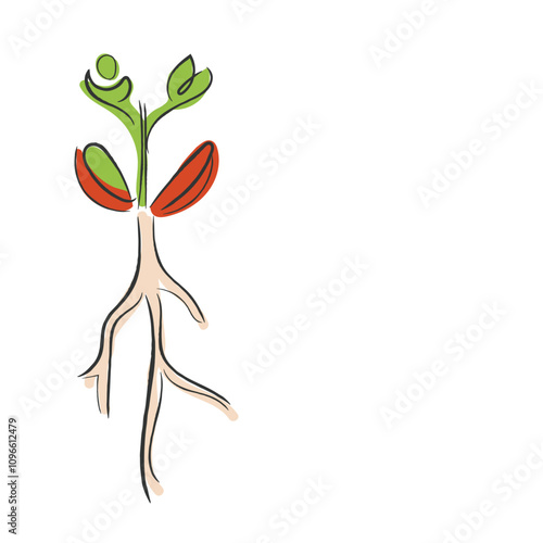 hand drawn line art vector of a peanut plant growth phases.