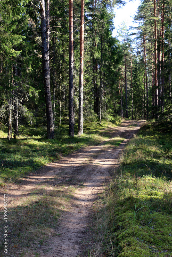 Obraz premium A path in the forest on a sunny day with fir and pine trees on both sides